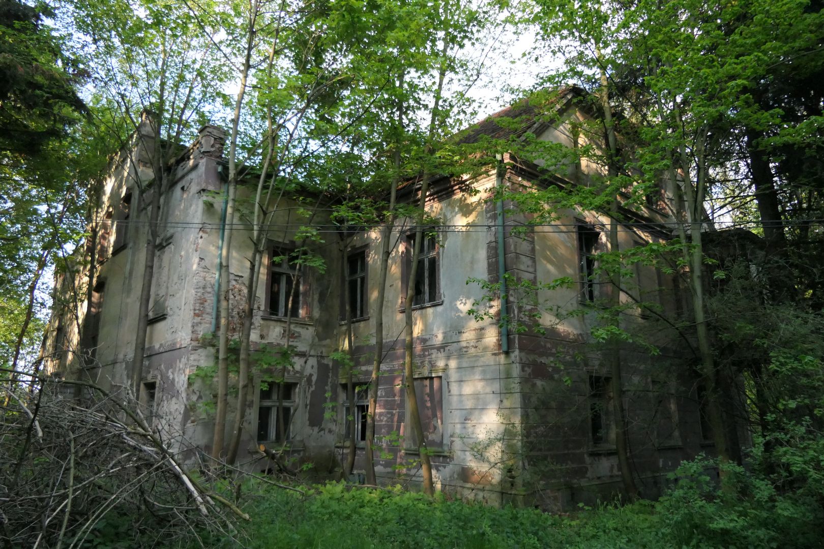 Pozostałości pałacu w Rudniku. Tu też zaczyna już rządzić las.